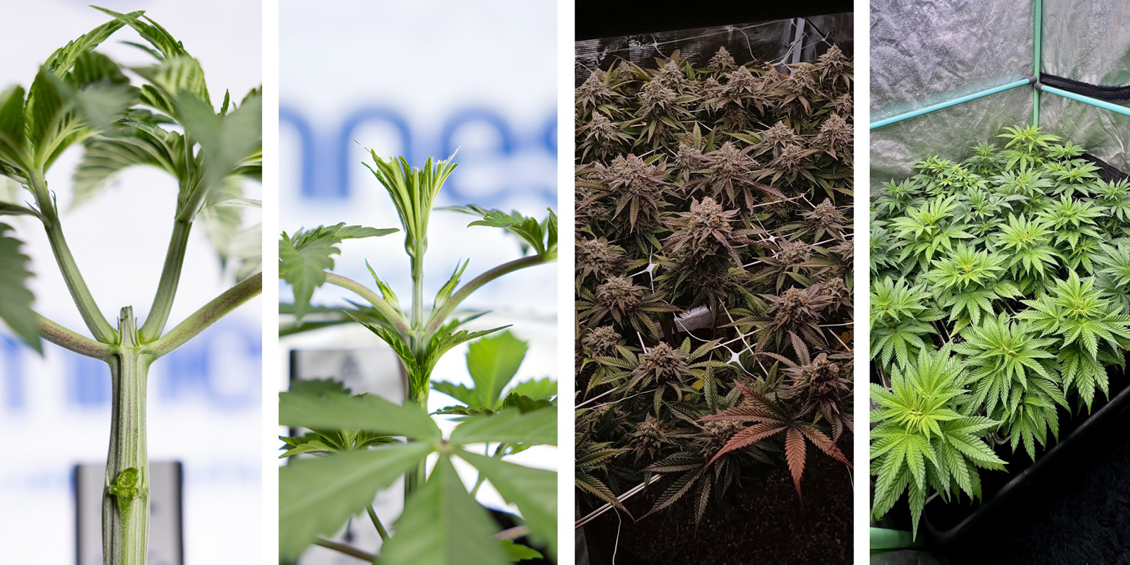 Alternative all&rsquo;LST per le autofiorenti