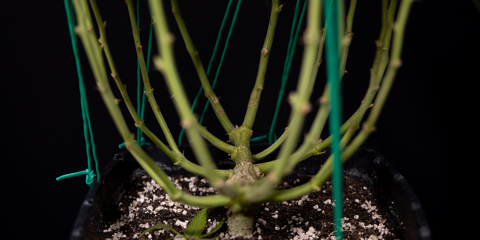 LST: il segreto per autofiorenti felici e in salute?