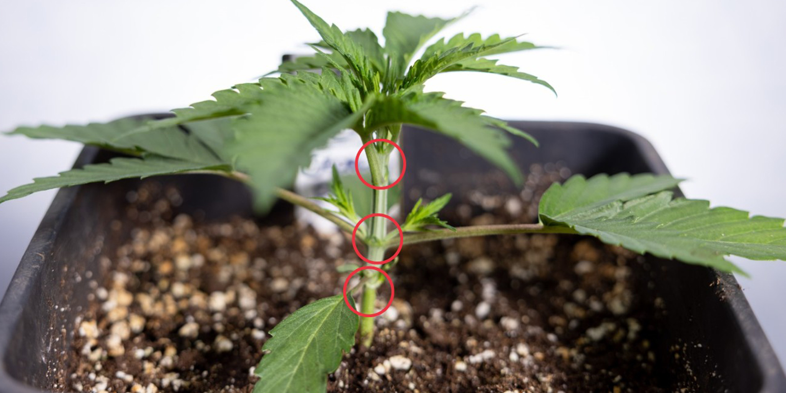 Quando iniziare l&rsquo;LST sulle autofiorenti?