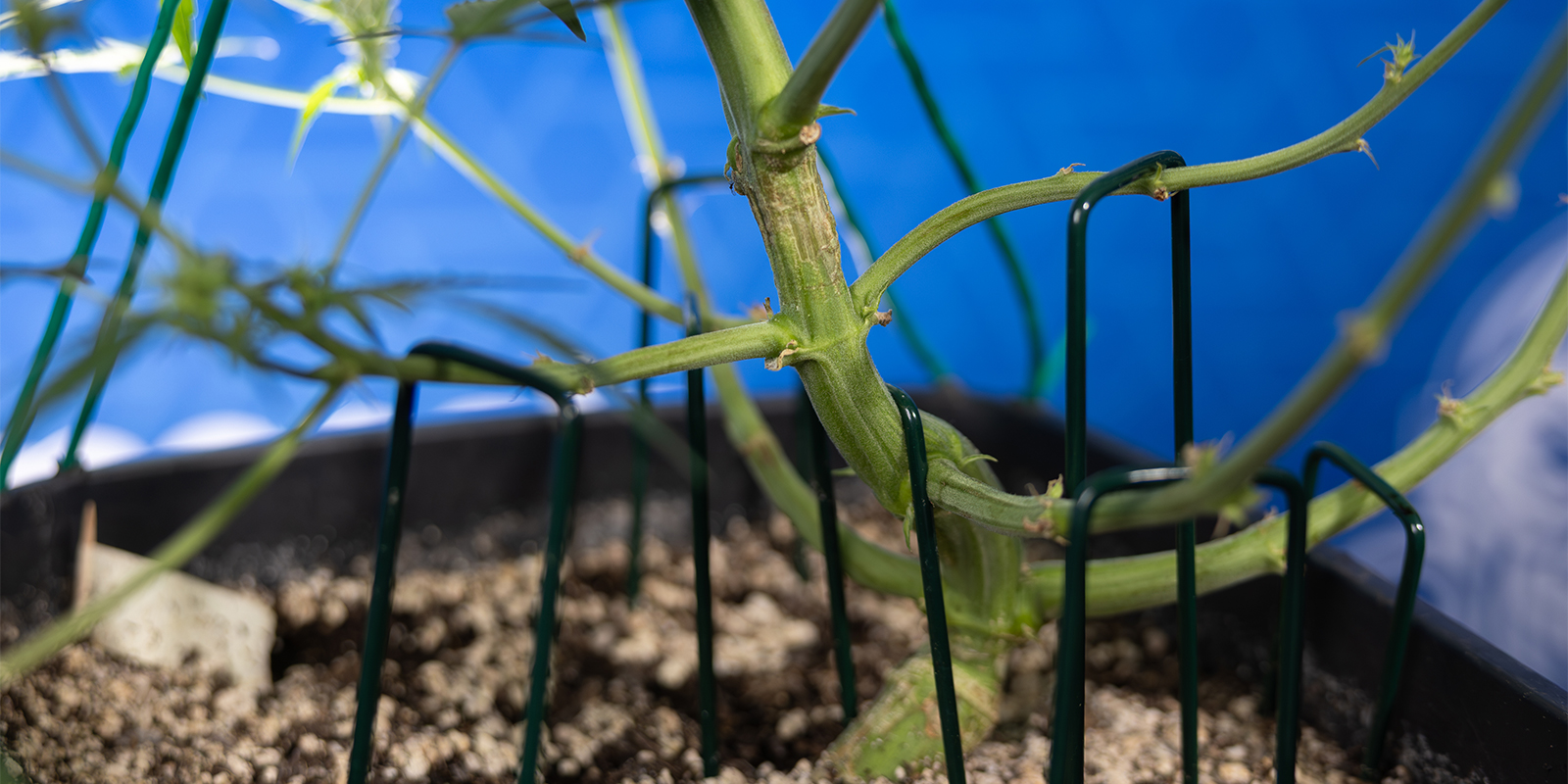 L&rsquo;LST &egrave; adatto alle autofiorenti?