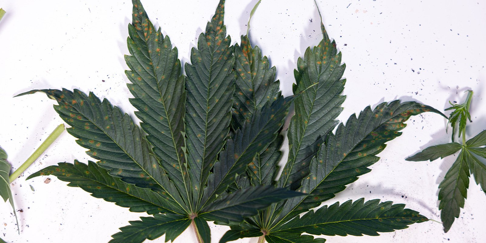 Le cause delle macchie marroni sulle foglie di cannabis
