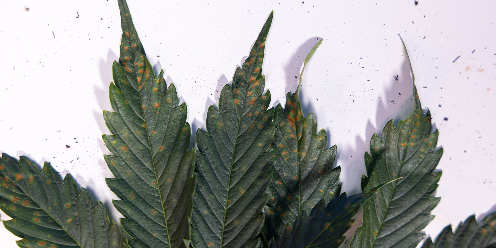 Individuate e trattate le macchie marroni sulle foglie della cannabis come dei veri professionisti