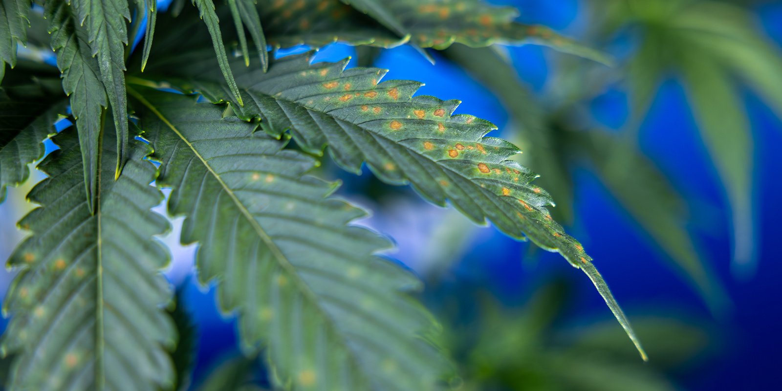 Cosa indicano le macchie scure sulle foglie delle piante di cannabis?