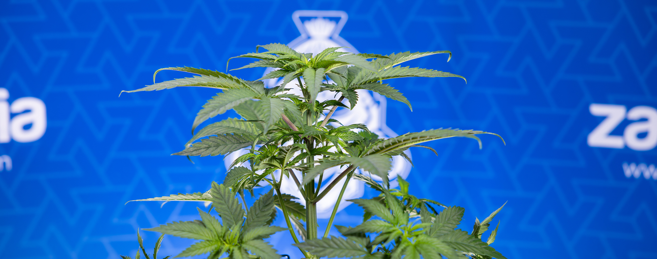 Perché le foglie della mia cannabis si arricciano verso il basso?