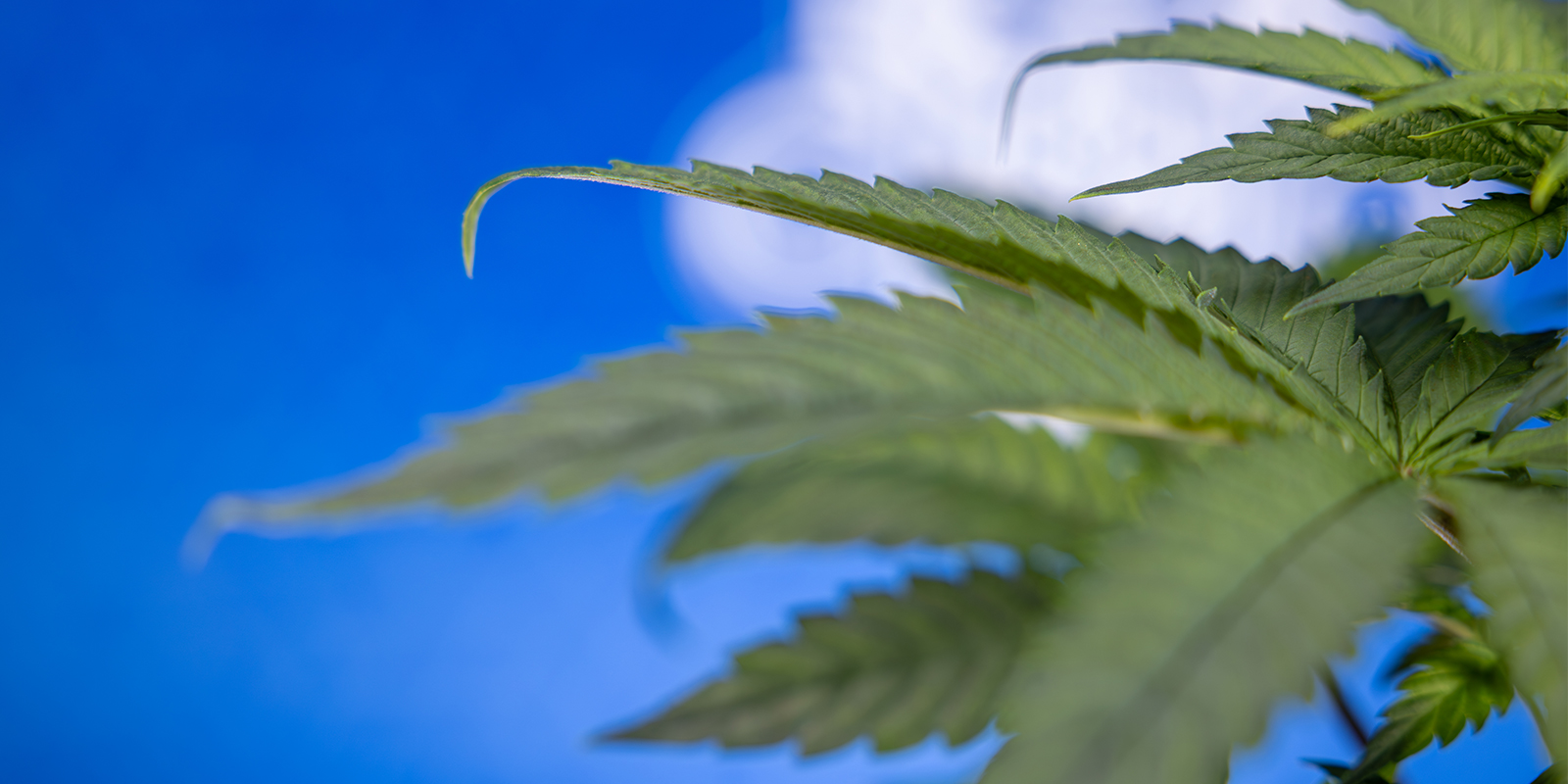 Non lasciare che l’unghia ti abbatta!