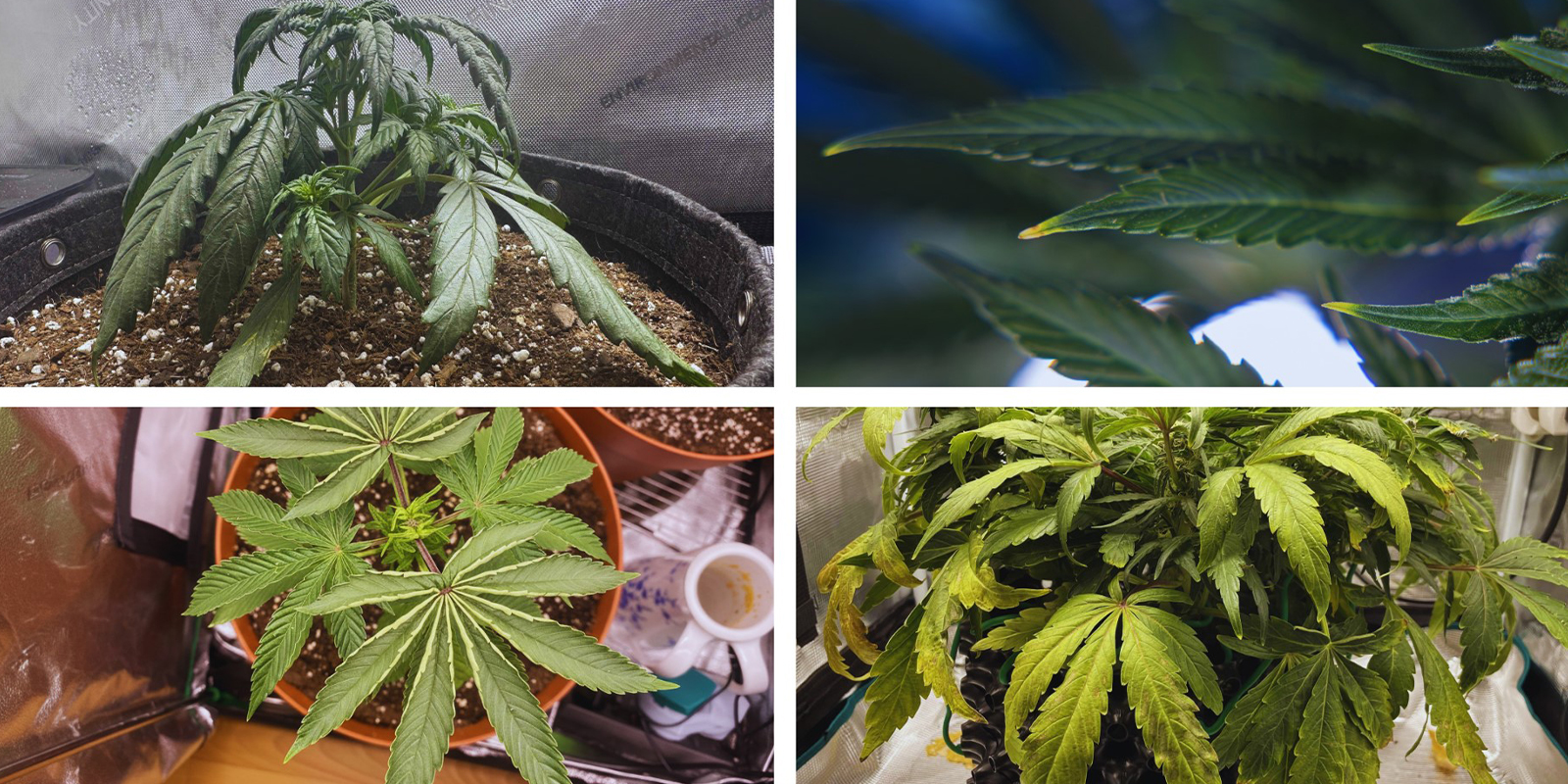 Checklist rapida dei sintomi