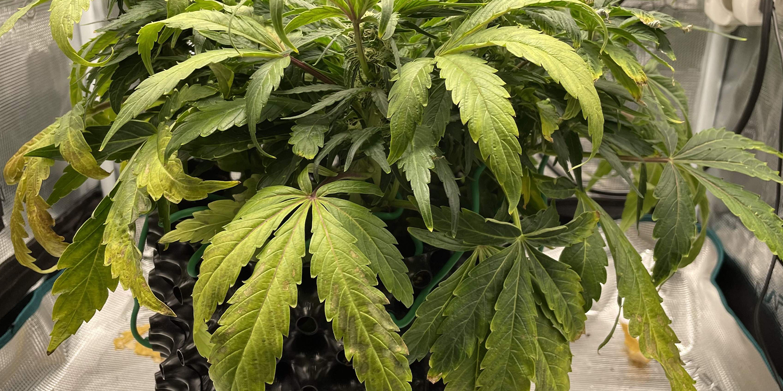 Problemi alle radici