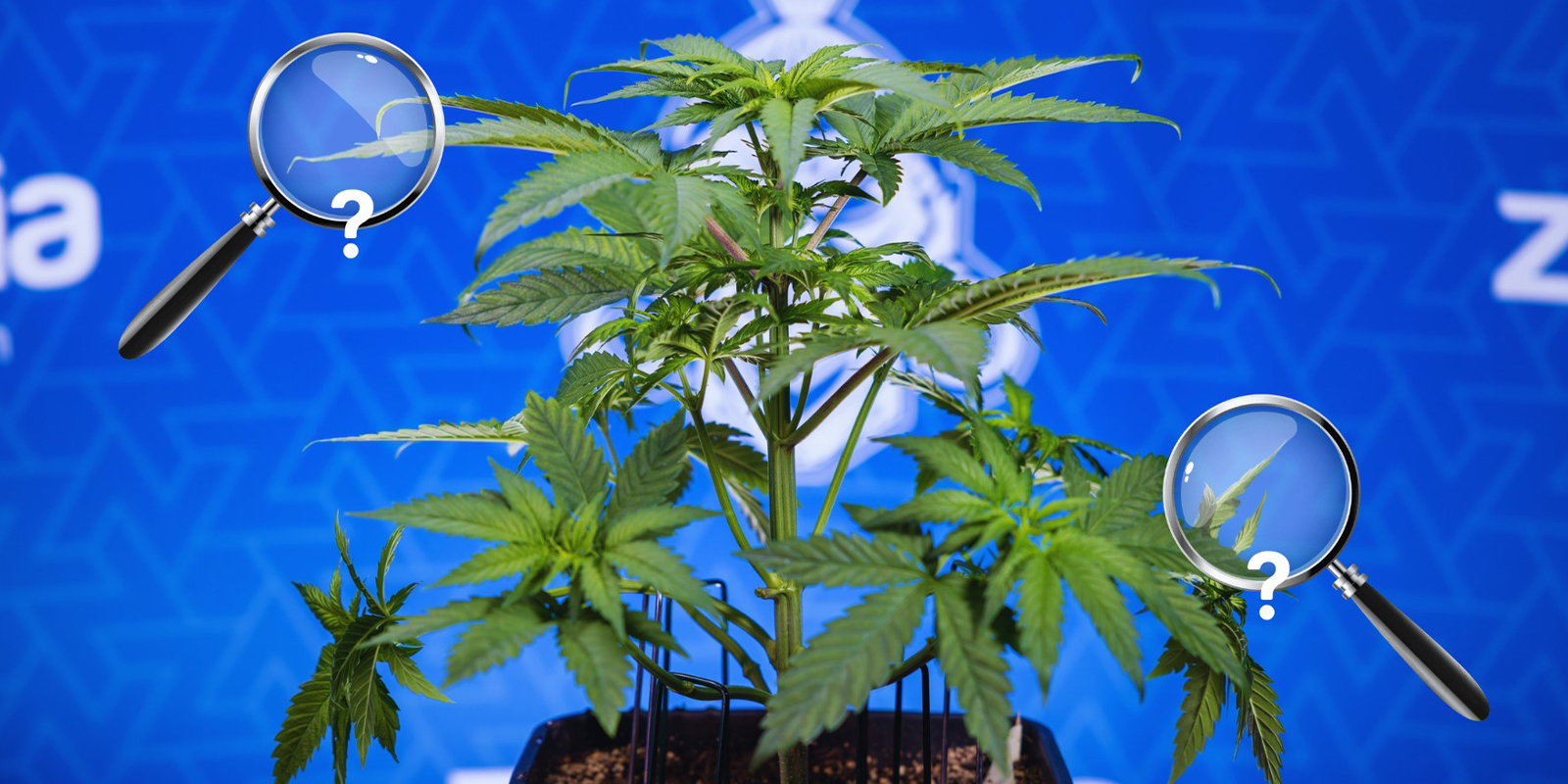 Soluzione passo dopo passo