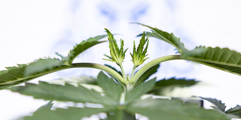 Si pu&ograve; fare topping alle autofiorenti?