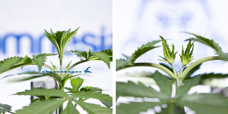 Taglia sopra il terzo nodo