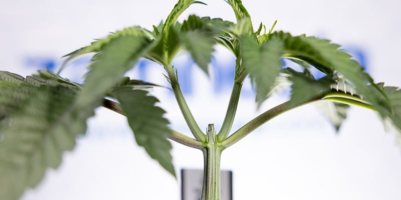 Tagliare sopra il resto? Il topping sulle autofiorenti &egrave; la tua prossima mossa?