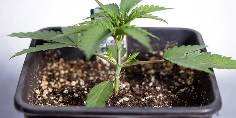 Quando fare topping alle autofiorenti