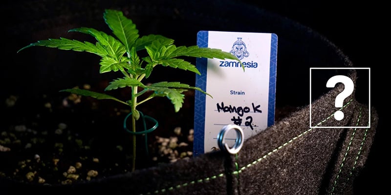 Si possono travasare le autofiorenti?