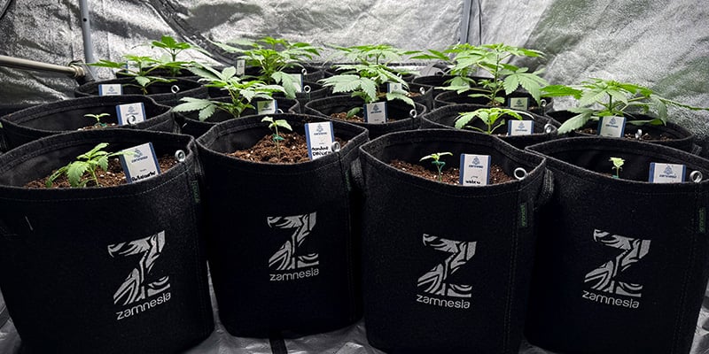 Scegli il vaso giusto