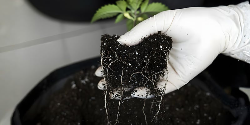 Errori comuni di travaso da evitare