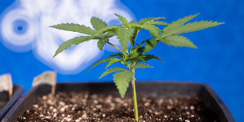 Travasarla o lasciarla stare?