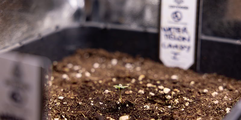 Alternative al travaso: partire direttamente dal vaso definitivo