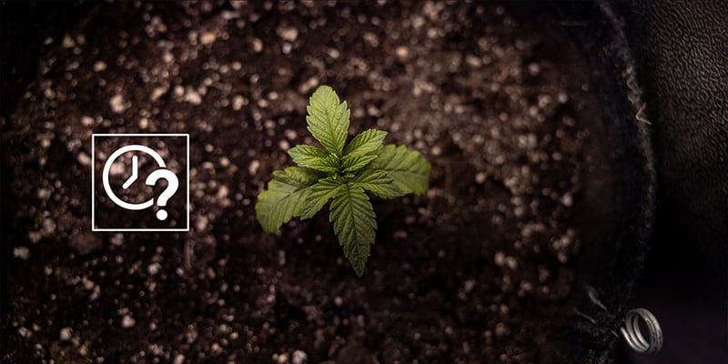 Quando travasare le autofiorenti