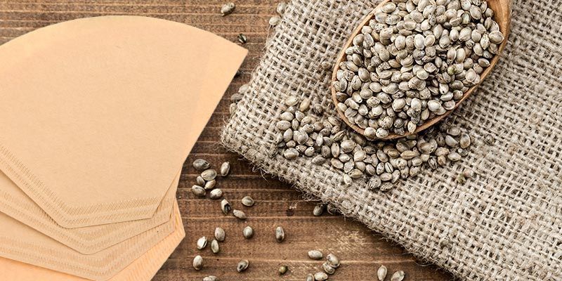 Germinare i semi di cannabis in un filtro da caffè