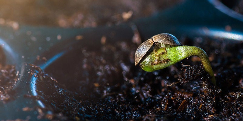 I modi migliori per far germogliare i semi di cannabis