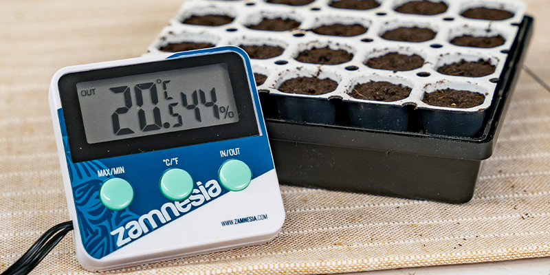 Condizioni ideali per la germinazione dei semi di cannabis