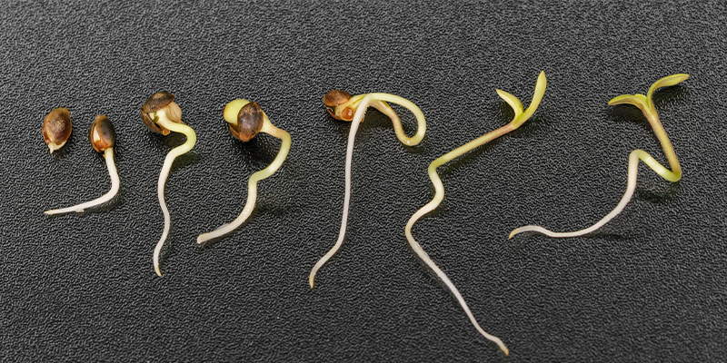 L’importanza della germinazione nella coltivazione della cannabis
