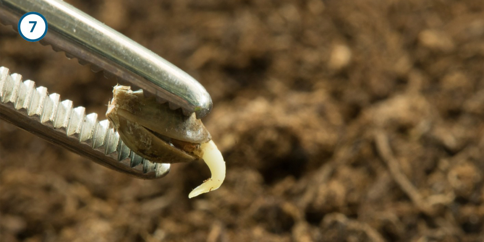 Metodo dello scottex Metodo dello scottex