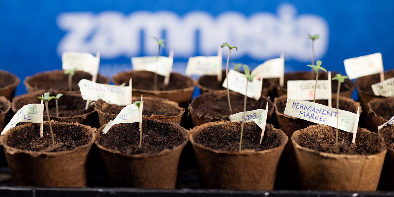 Pronti, partenza, germinazione! Pronti, partenza, germinazione!