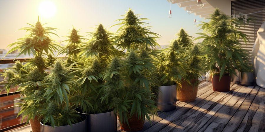 Coltivare Una Straordinaria Marijuana Su Balconi O Terrazzi