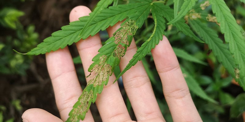 Malattie della cannabis
