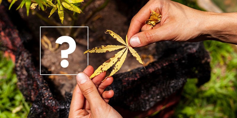 Quali sono le cause dell'ingiallimento delle foglie nella cannabis?