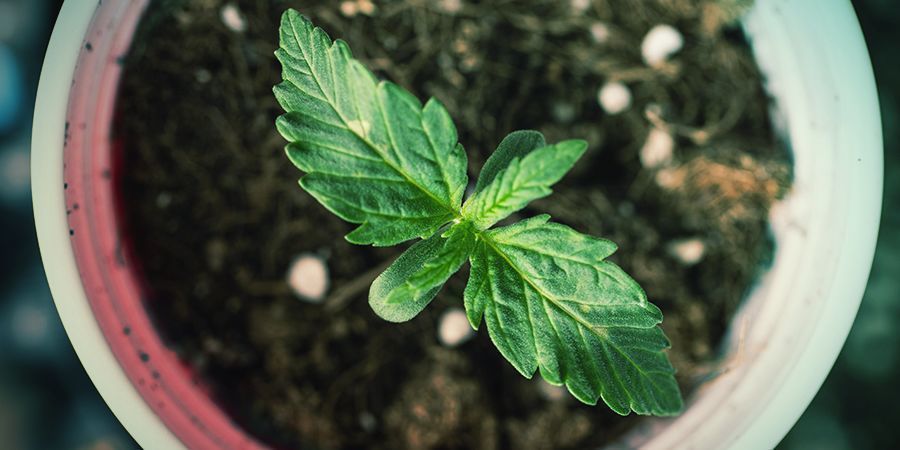 Come Determinare La Giusta Dimensione Del Vaso Cannabis