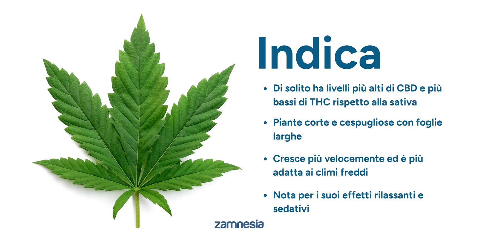 Capire la Cannabis indica: le basi