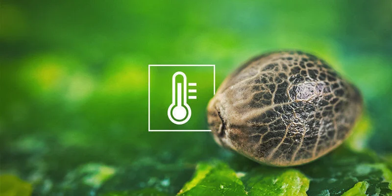 I semi di cannabis non germinano: Basse temperature