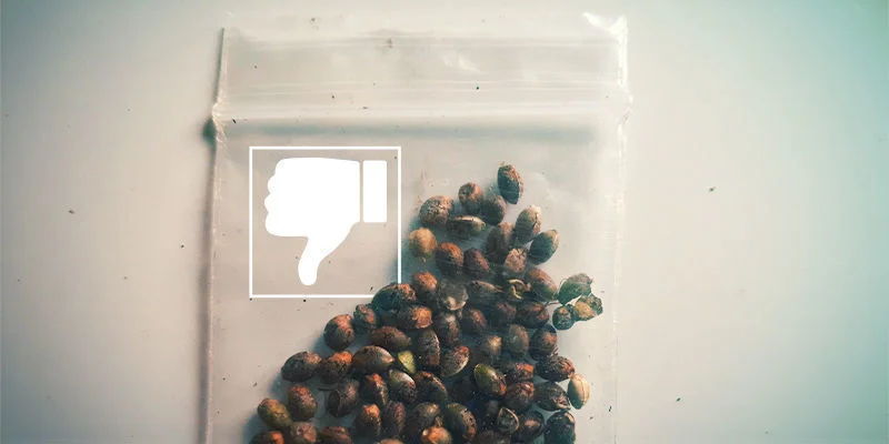 I semi di cannabis non germinano: Semi di scarsa qualità