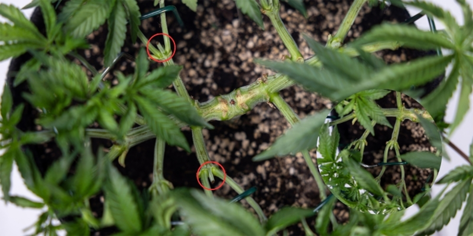 Si può cimare più volte? Si può cimare più volte?