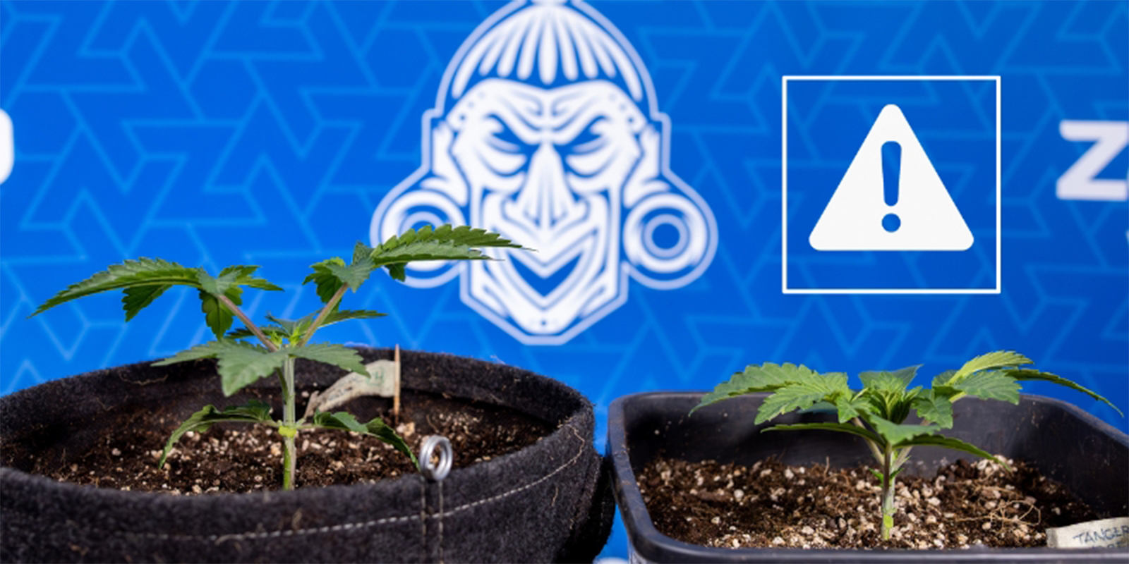 Errori comuni nella cimatura Errori comuni nella cimatura