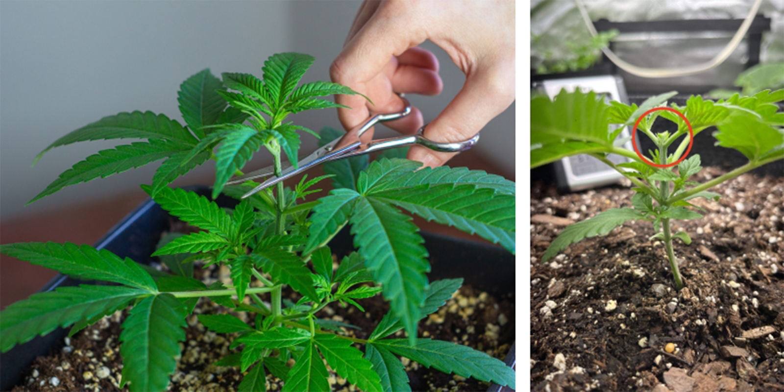 Istruzioni (passo dopo passo)