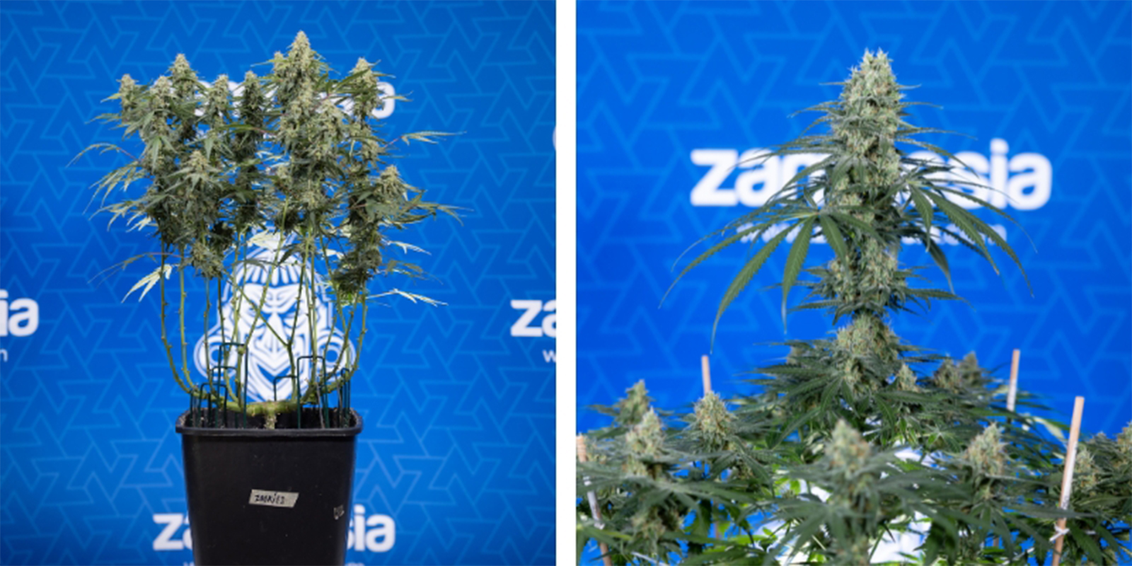 Cimare o non cimare Cimare o non cimare