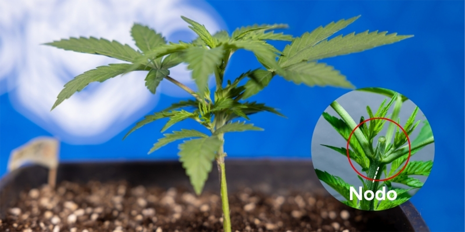 Quando cimare la cannabis Quando cimare la cannabis