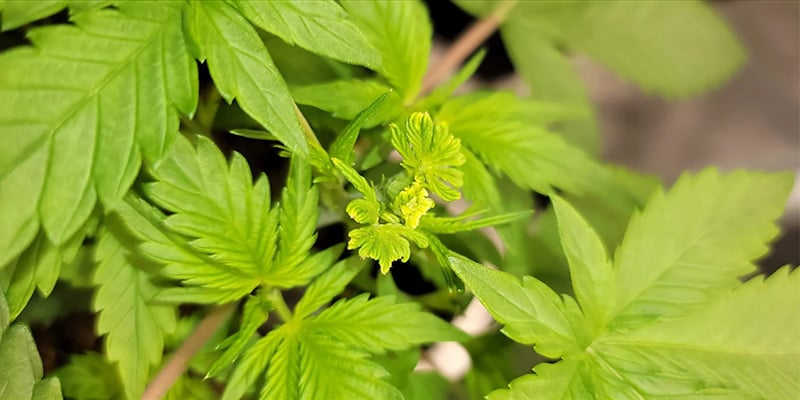 Il fimming è il miglior metodo di potatura per la cannabis?