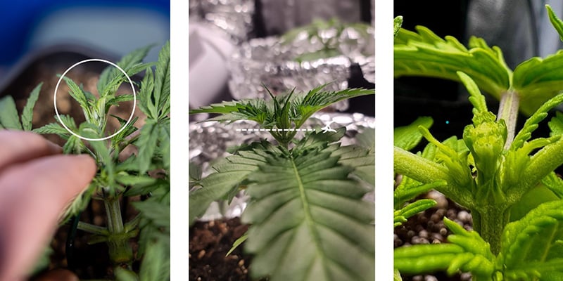 Procedura passo passo: come fimmare la cannabis