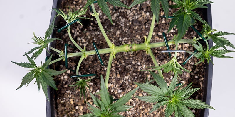 Low-stress training (LST)