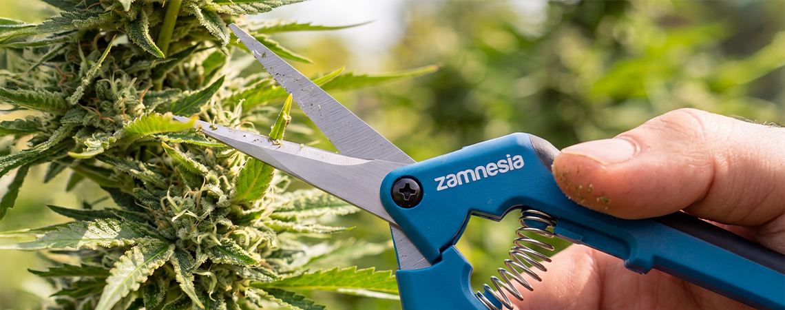 Pruning cannabis