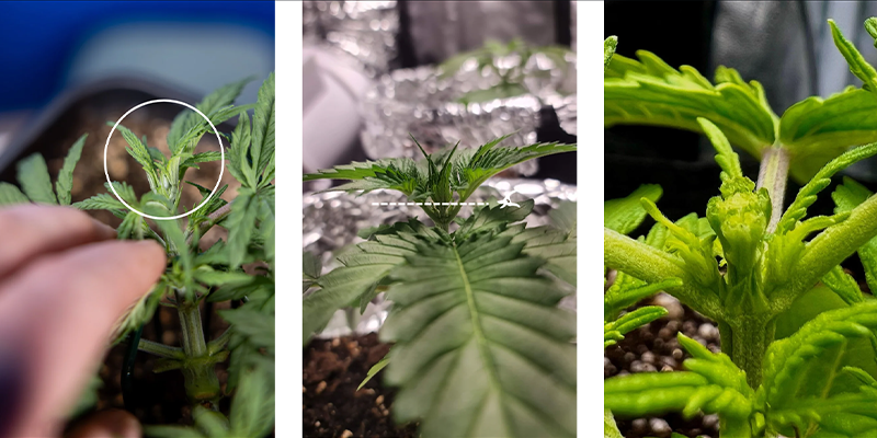 Procedura passo passo: come fimmare la cannabis