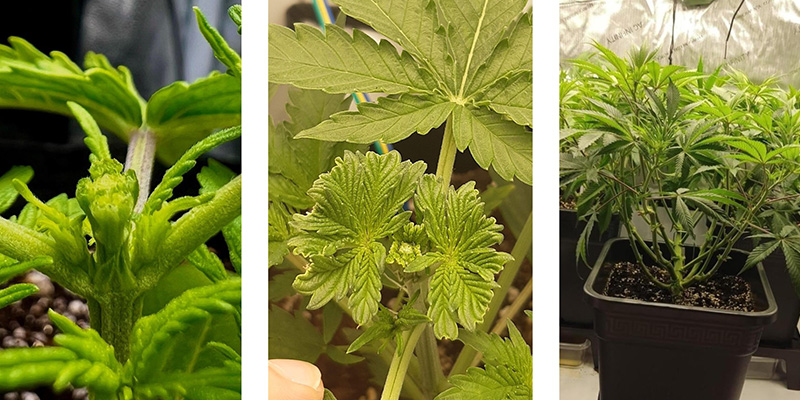 Perch&eacute; praticare il FIM sulla cannabis?
