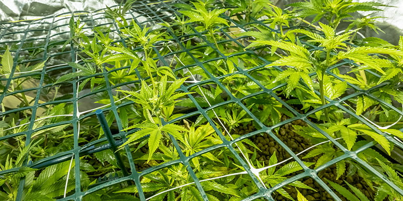 Screen of green (ScrOG)