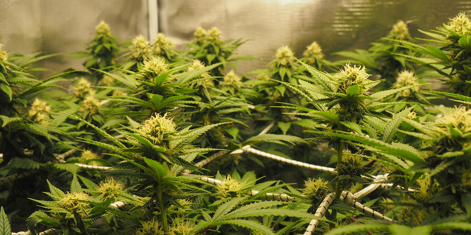 Scegliere una varietà di cannabis per lo ScrOG Scegliere una varietà di cannabis per lo ScrOG