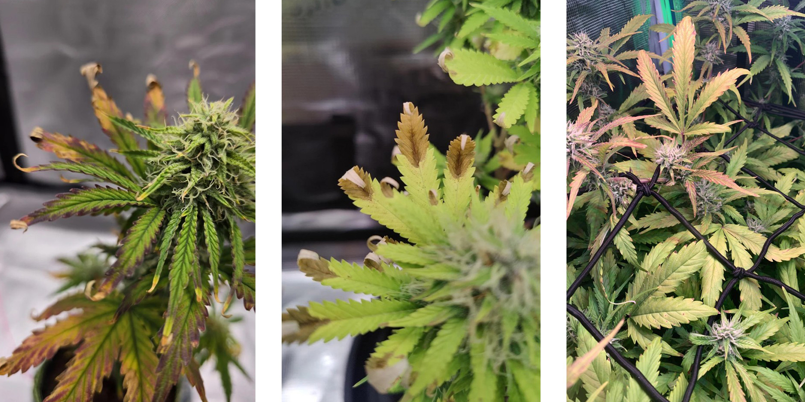 Bruciature da luce Bruciature da luce