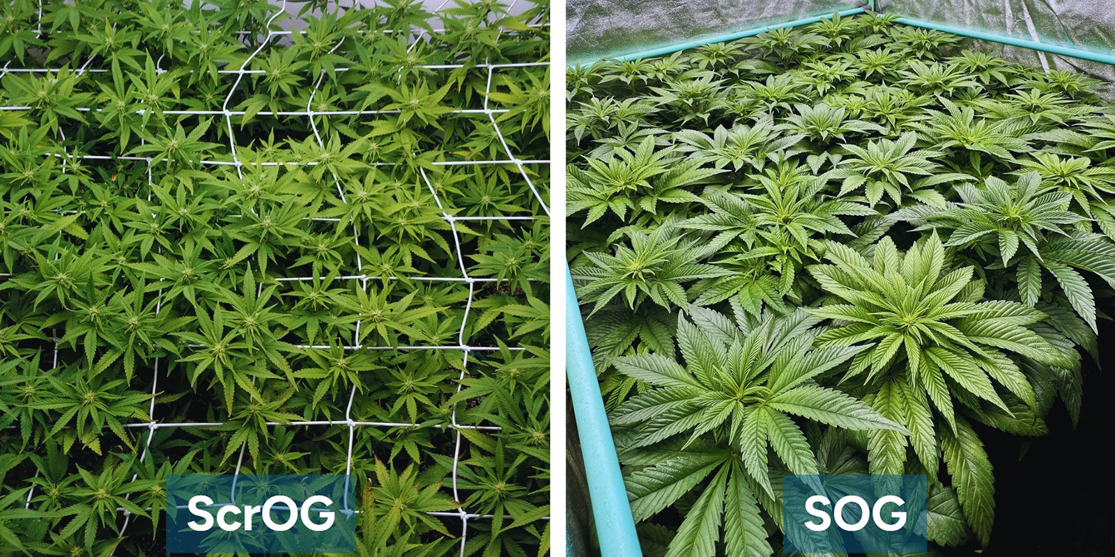 ScrOG vs SOG: qual è la differenza? ScrOG vs SOG: qual è la differenza?